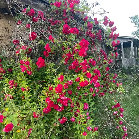 Tatil Evi Smarzewo *